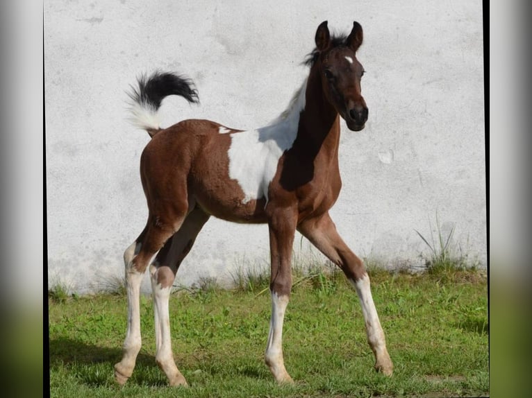 Koń półkrwi arabskiej (Arabian Partbred) Ogier 1 Rok Srokata in Reibers