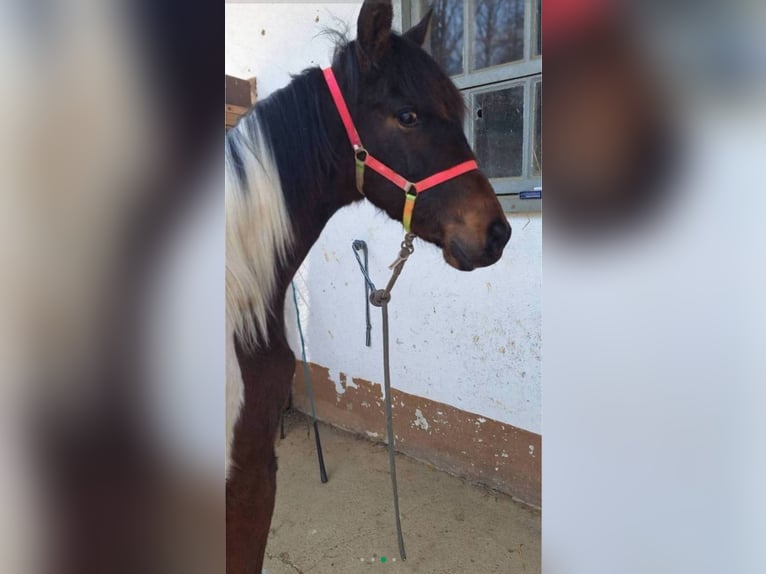 Koń półkrwi arabskiej (Arabian Partbred) Ogier 1 Rok Srokata in Reibers