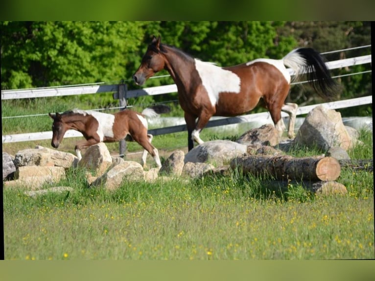 Koń półkrwi arabskiej (Arabian Partbred) Ogier 1 Rok Srokata in Reibers