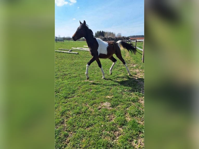 Koń półkrwi arabskiej (Arabian Partbred) Ogier 1 Rok Srokata in Reibers