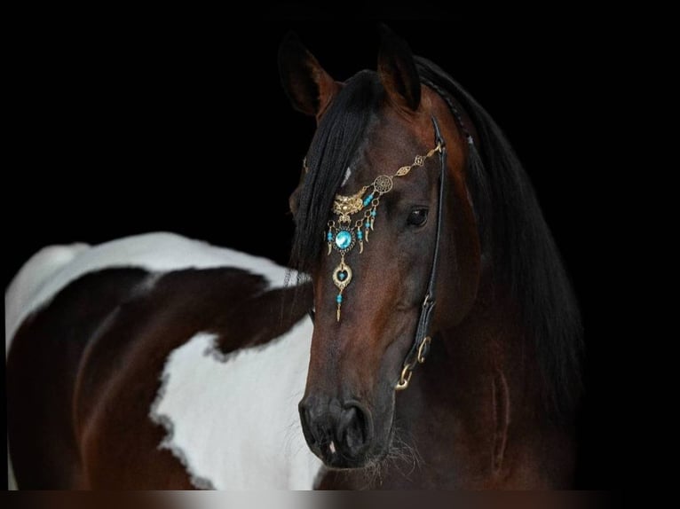Koń półkrwi arabskiej (Arabian Partbred) Ogier 1 Rok Srokata in Reibers