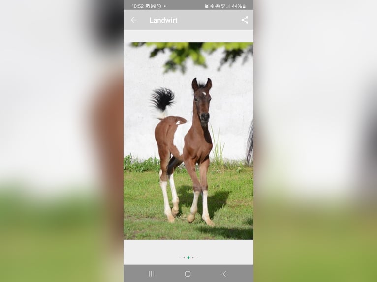Koń półkrwi arabskiej (Arabian Partbred) Ogier 1 Rok Srokata in Reibers