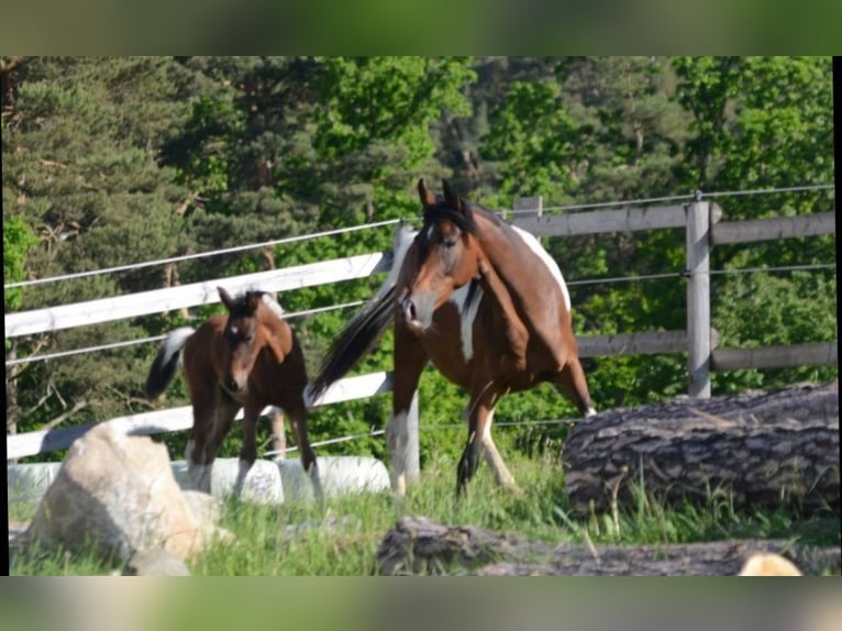 Koń półkrwi arabskiej (Arabian Partbred) Ogier 1 Rok Srokata in Reibers