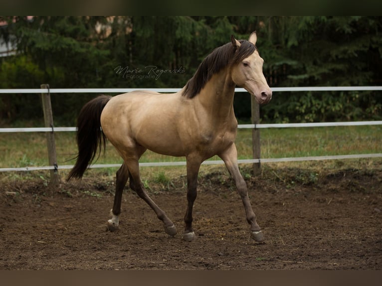 Koń półkrwi arabskiej (Arabian Partbred) Ogier 21 lat 148 cm Szampańska in Beaumont-Pied-de-Bœuf
