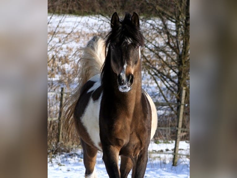 Koń półkrwi arabskiej (Arabian Partbred) Ogier 23 lat 156 cm Jelenia in Kraichtal