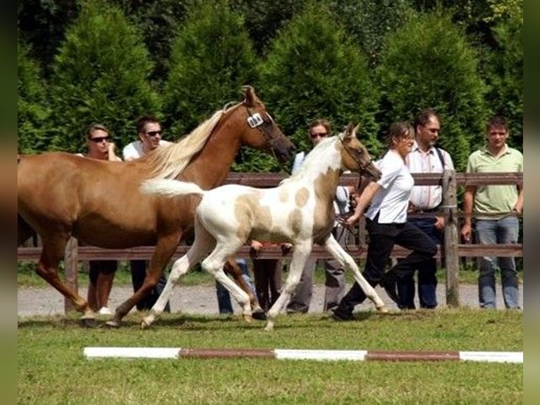 Koń półkrwi arabskiej (Arabian Partbred) Ogier 23 lat 156 cm Jelenia in Kraichtal