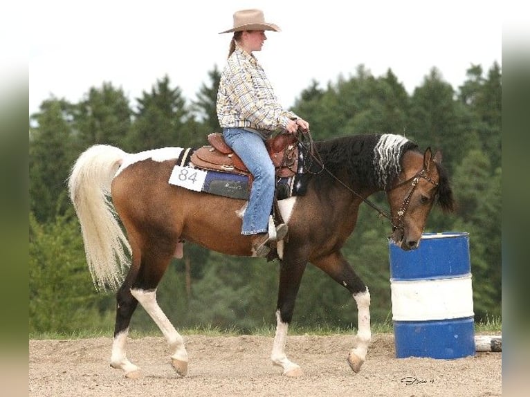 Koń półkrwi arabskiej (Arabian Partbred) Ogier 23 lat 156 cm Jelenia in Kraichtal