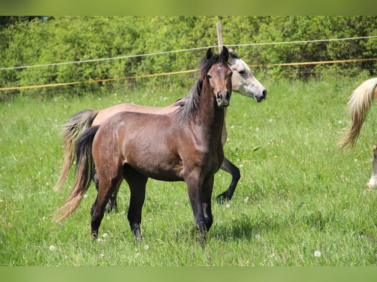 Koń półkrwi arabskiej (Arabian Partbred) Ogier 2 lat 154 cm  in Blankenhain
