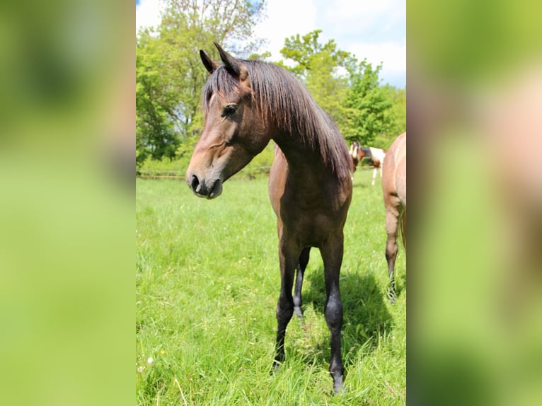Koń półkrwi arabskiej (Arabian Partbred) Ogier 2 lat 154 cm  in Blankenhain