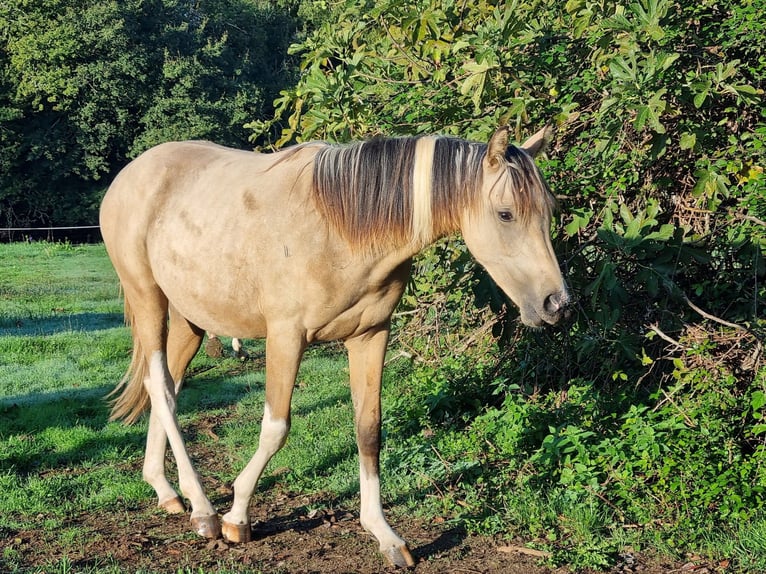 Koń półkrwi arabskiej (Arabian Partbred) Ogier 2 lat 155 cm Tobiano wszelkich maści in Badefols-sur-Dordogne