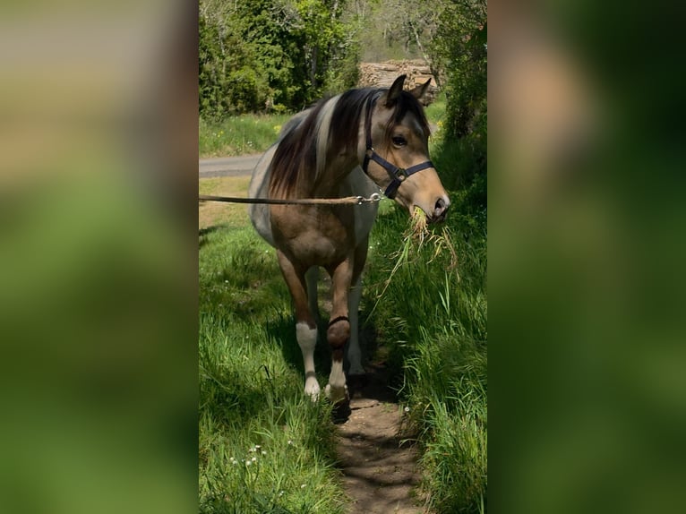 Koń półkrwi arabskiej (Arabian Partbred) Ogier 2 lat 155 cm Tobiano wszelkich maści in Badefols-sur-Dordogne