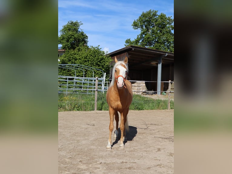 Koń półkrwi arabskiej (Arabian Partbred) Ogier 2 lat  in Dauchingen