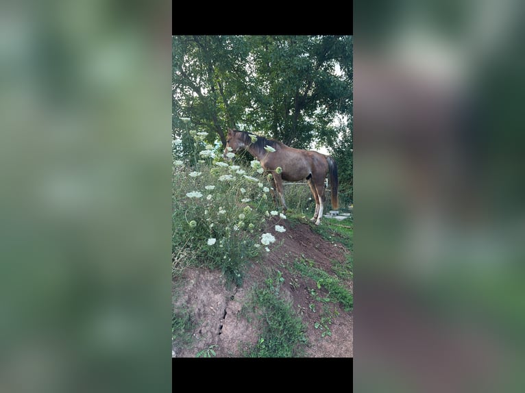 Koń półkrwi arabskiej (Arabian Partbred) Ogier 4 lat 147 cm Kasztanowatodereszowata in Rotenburg an der Fulda