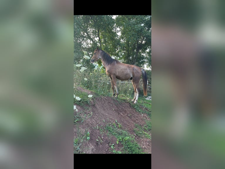 Koń półkrwi arabskiej (Arabian Partbred) Ogier 4 lat 147 cm Kasztanowatodereszowata in Rotenburg an der Fulda