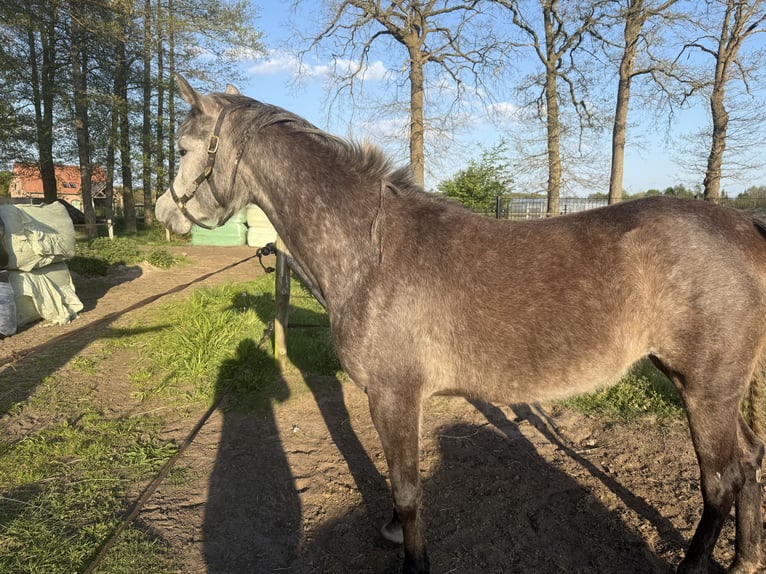 Koń półkrwi arabskiej (Arabian Partbred) Ogier 4 lat 154 cm Siwa in Grote-Brogel