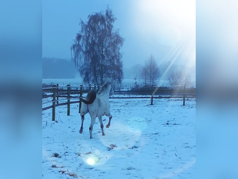 Koń półkrwi arabskiej (Arabian Partbred) Ogier 5 lat 152 cm Tarantowata in Sulingen