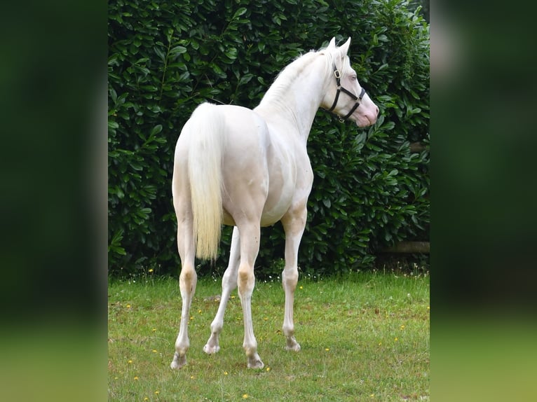 Koń półkrwi arabskiej (Arabian Partbred) Ogier 5 lat 156 cm Cremello in St&#xE4;fa