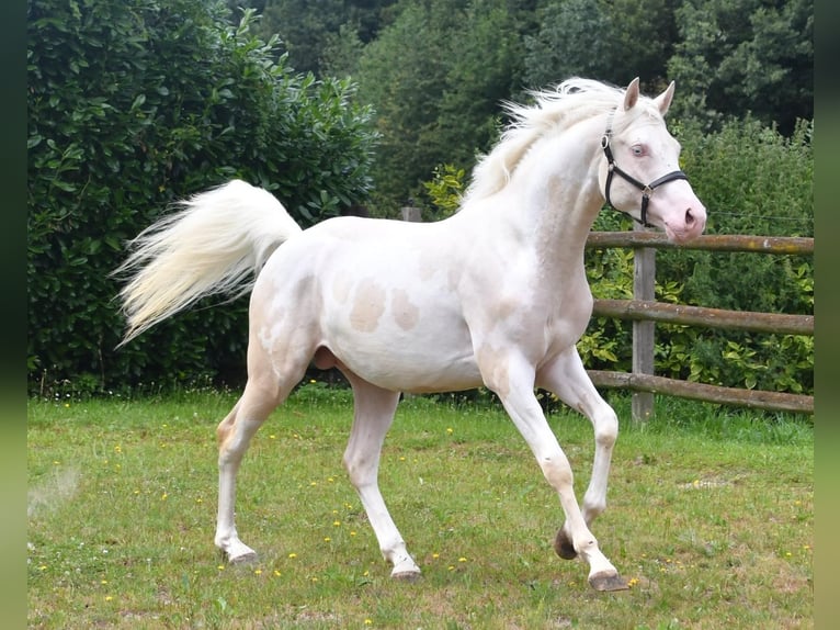 Koń półkrwi arabskiej (Arabian Partbred) Ogier 5 lat 156 cm Cremello in St&#xE4;fa