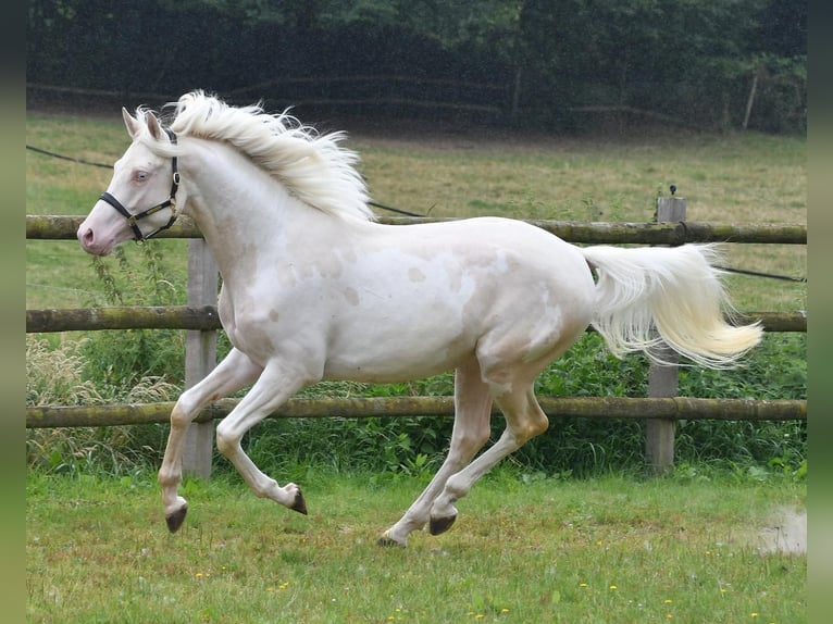 Koń półkrwi arabskiej (Arabian Partbred) Ogier 5 lat 156 cm Cremello in St&#xE4;fa