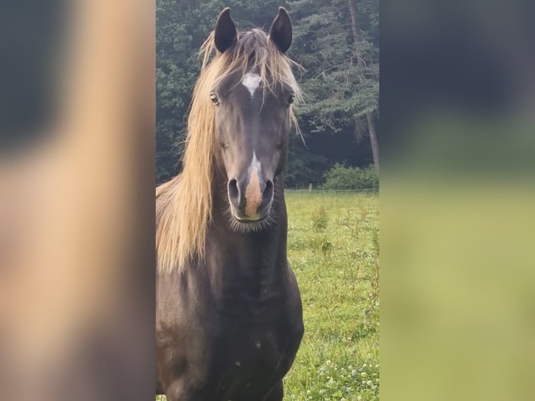 Koń półkrwi arabskiej (Arabian Partbred) Ogier 5 lat 156 cm in Haunetal