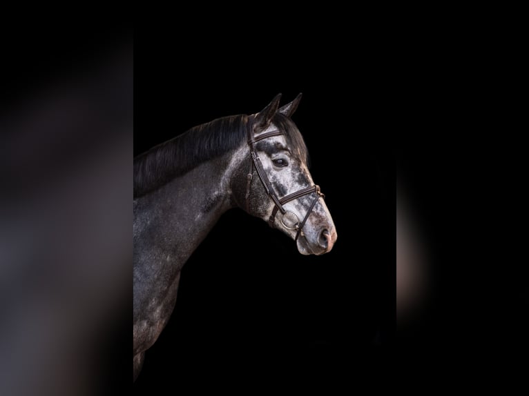 Koń półkrwi arabskiej (Arabian Partbred) Ogier 5 lat 161 cm Siwa in Aukrug