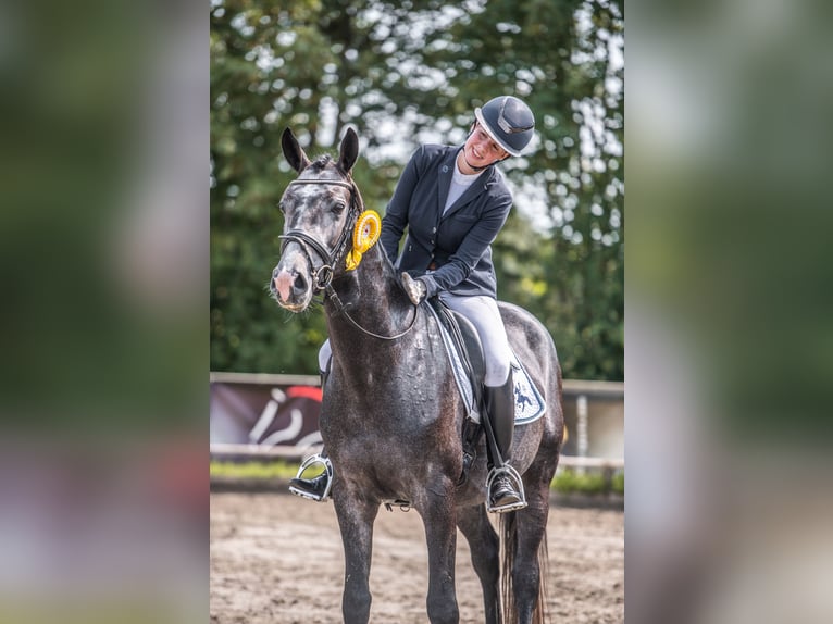 Koń półkrwi arabskiej (Arabian Partbred) Ogier 5 lat 161 cm Siwa in Aukrug