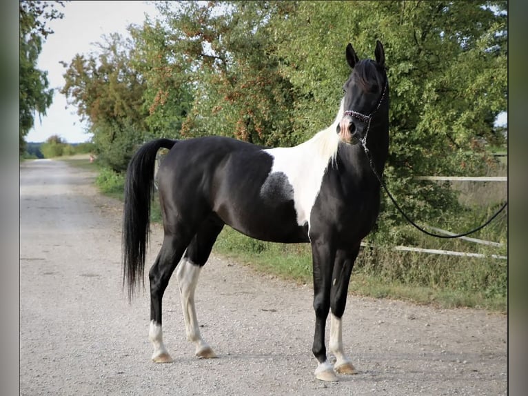 Koń półkrwi arabskiej (Arabian Partbred) Ogier 6 lat 152 cm Tobiano wszelkich maści in Kösching