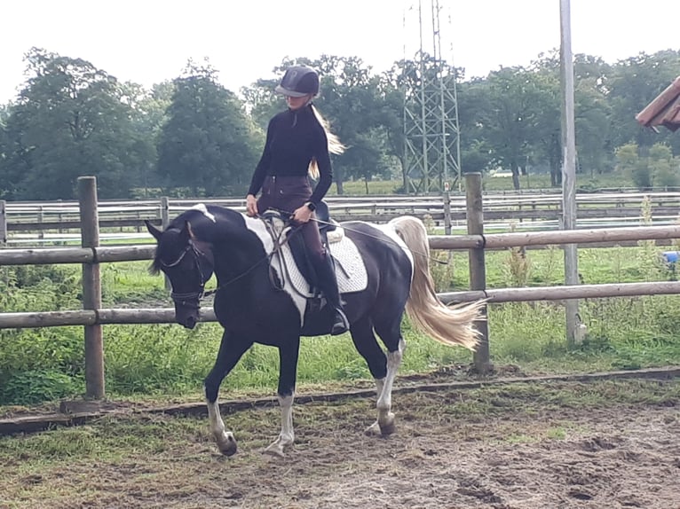 Koń półkrwi arabskiej (Arabian Partbred) Ogier 6 lat 153 cm Tobiano wszelkich maści in Sulingen