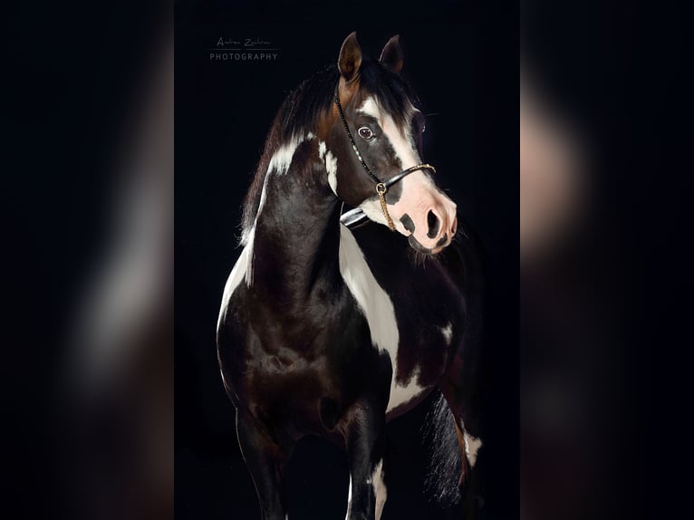 Koń półkrwi arabskiej (Arabian Partbred) Ogier Overo wszelkich maści in Lüdinghausen