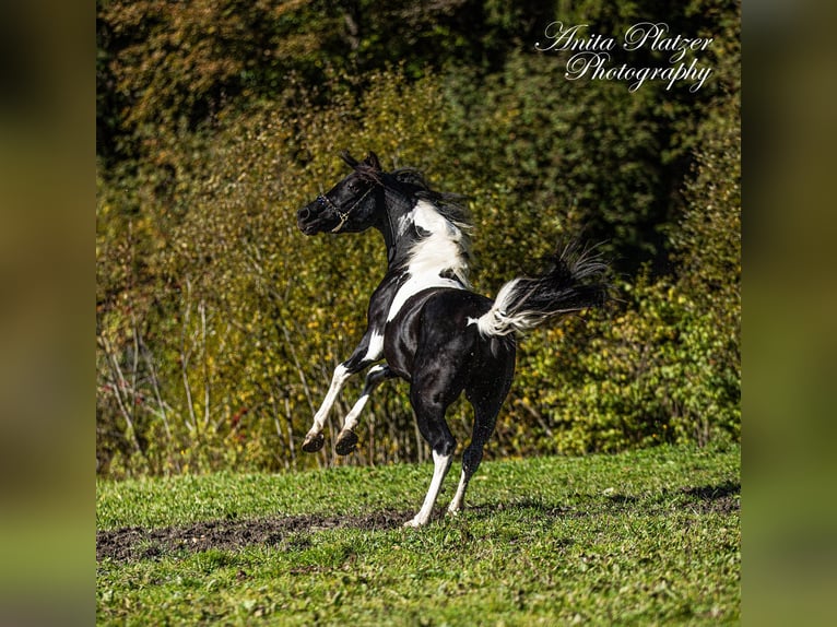 Koń półkrwi arabskiej (Arabian Partbred) Ogier Srokata in Rauris