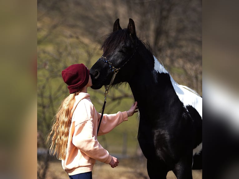 Koń półkrwi arabskiej (Arabian Partbred) Ogier Srokata in Rauris