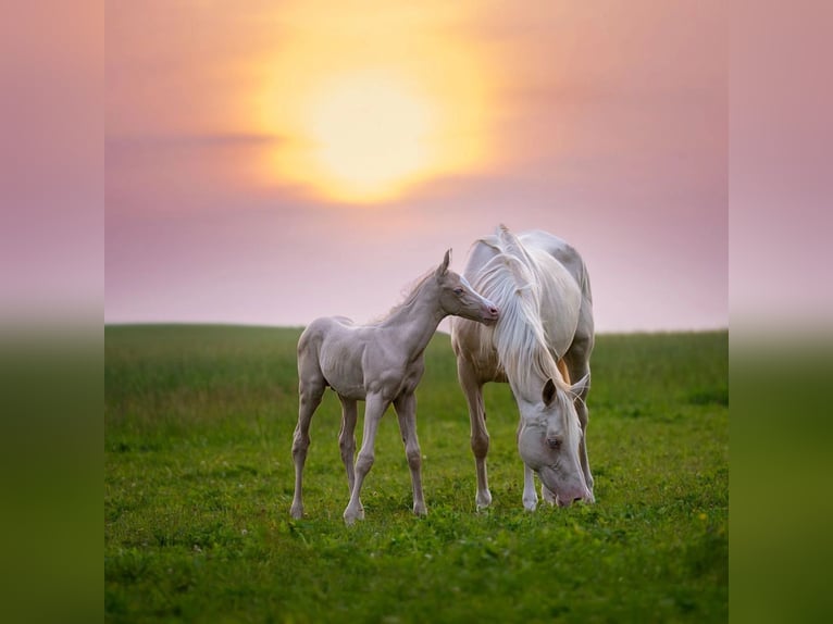 Koń półkrwi arabskiej (Arabian Partbred) Ogier  155 cm Cremello in HagendornHagendorn