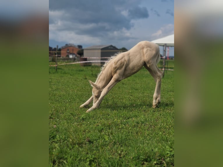 Koń półkrwi arabskiej (Arabian Partbred) Ogier  155 cm Cremello in HagendornHagendorn