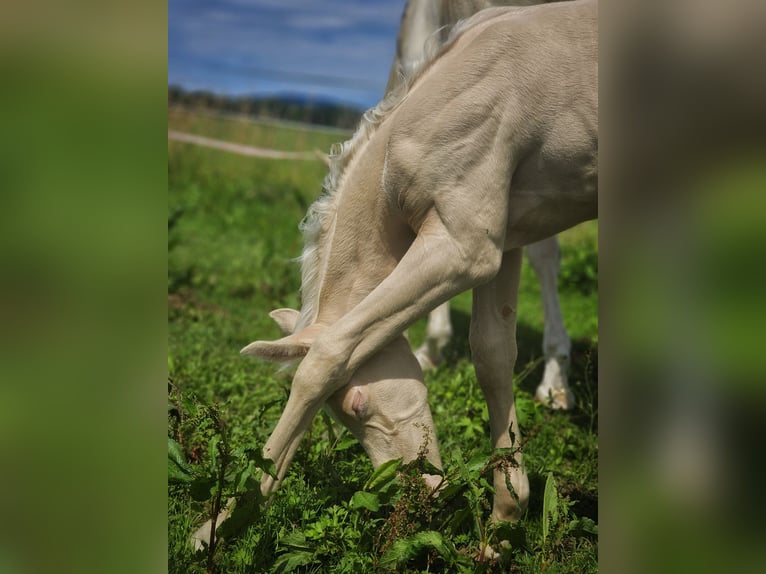 Koń półkrwi arabskiej (Arabian Partbred) Ogier  155 cm Cremello in HagendornHagendorn