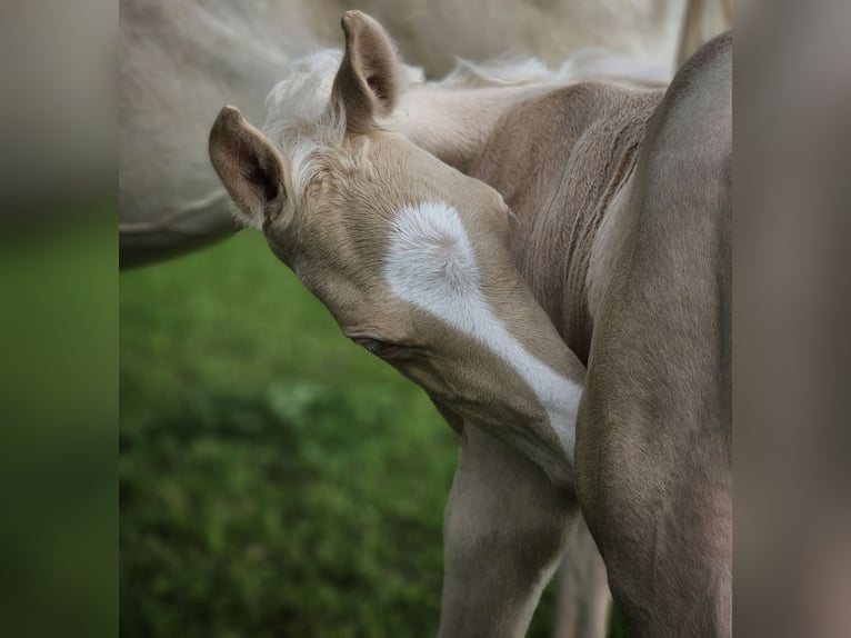 Koń półkrwi arabskiej (Arabian Partbred) Ogier  155 cm Cremello in HagendornHagendorn