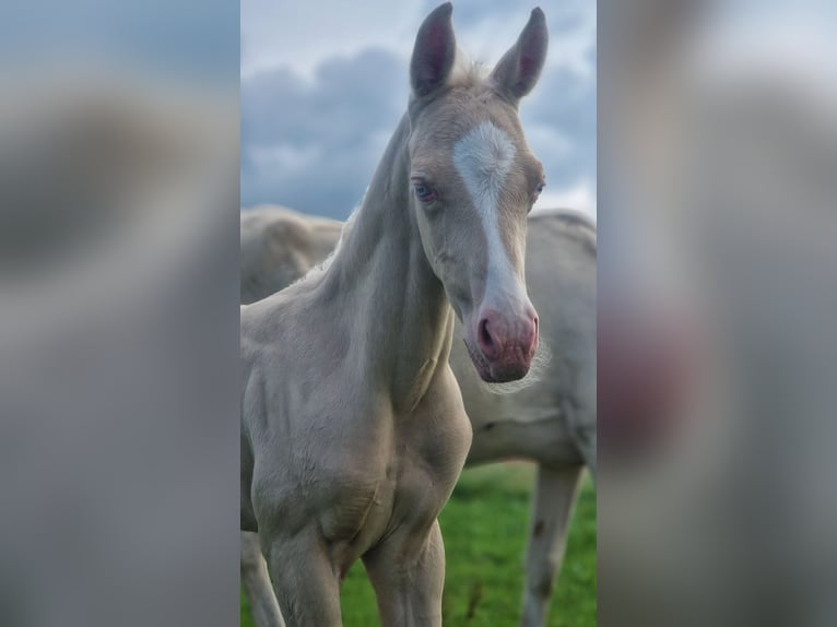 Koń półkrwi arabskiej (Arabian Partbred) Ogier  155 cm Cremello in HagendornHagendorn