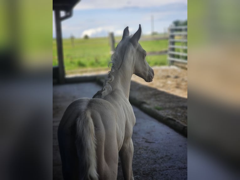 Koń półkrwi arabskiej (Arabian Partbred) Ogier  155 cm Cremello in HagendornHagendorn