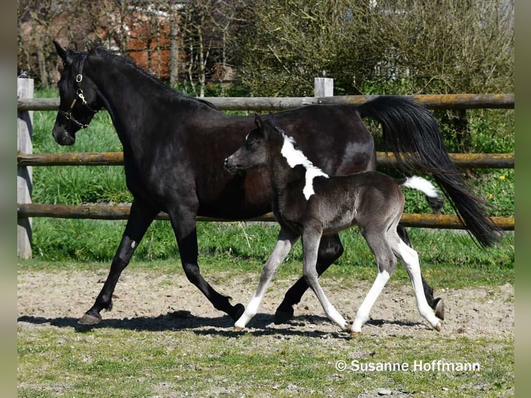 Koń półkrwi arabskiej (Arabian Partbred) Ogier Źrebak (03/2026) 156 cm Tobiano wszelkich maści in Mörsdorf