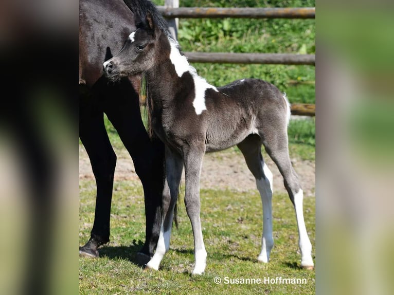 Koń półkrwi arabskiej (Arabian Partbred) Ogier Źrebak (03/2026) 156 cm Tobiano wszelkich maści in Mörsdorf