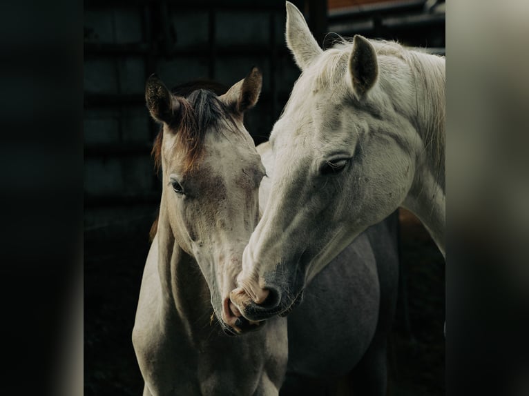 Koń półkrwi arabskiej (Arabian Partbred) Ogier Źrebak (04/2026) 160 cm Może być siwy in Enkenbach-Alsenborn