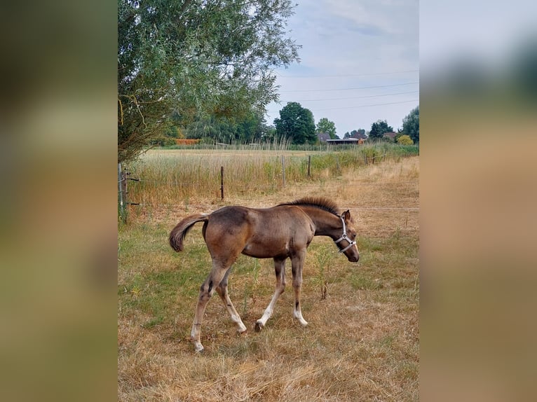 Koń półkrwi arabskiej (Arabian Partbred) Ogier Źrebak (06/2026) Jelenia in Sint-Niklaas