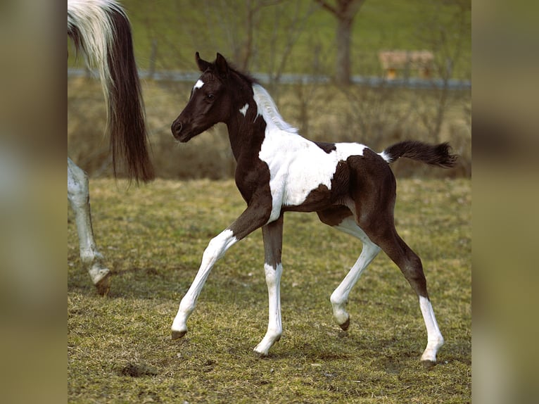 Koń półkrwi arabskiej (Arabian Partbred) Ogier Źrebak (03/2026) Srokata in Rauris