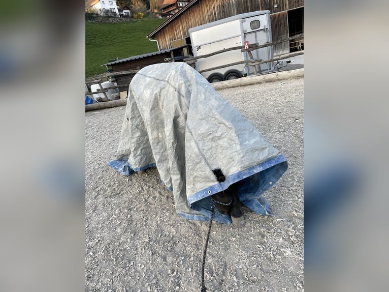 Koń półkrwi arabskiej (Arabian Partbred) Wałach 11 lat 148 cm Kara in Uznach