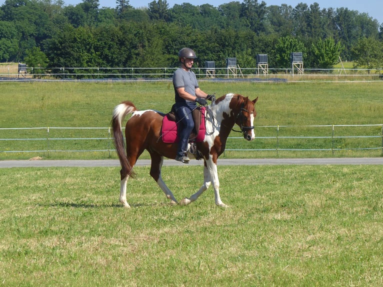 Koń półkrwi arabskiej (Arabian Partbred) Wałach 12 lat 157 cm Srokata in Rot an der Rot