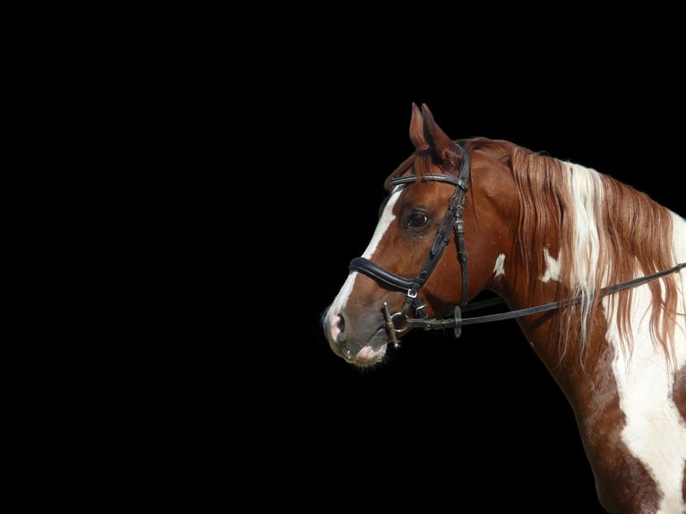 Koń półkrwi arabskiej (Arabian Partbred) Wałach 12 lat 157 cm Srokata in Rot an der Rot