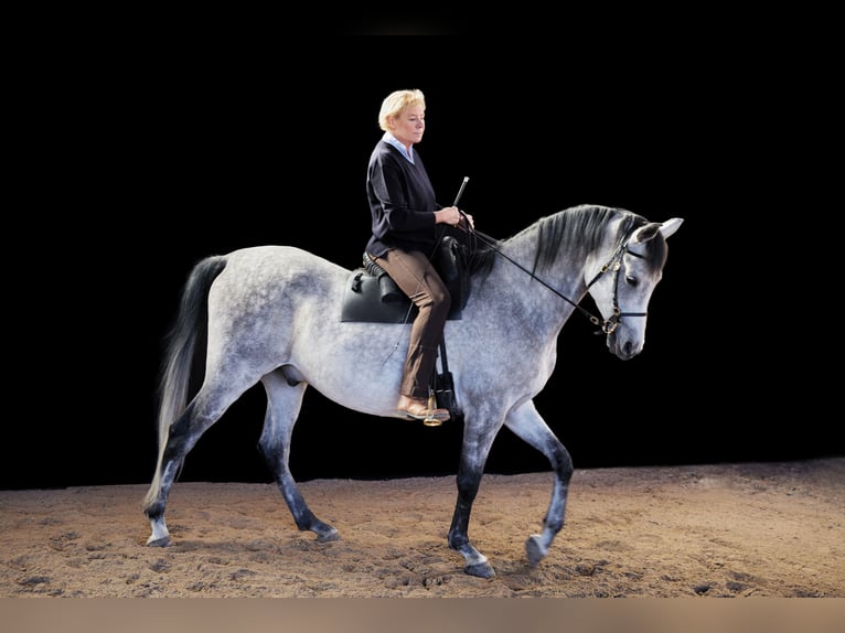 Koń półkrwi arabskiej (Arabian Partbred) Wałach 12 lat 173 cm Siwa in Schwalmstadt