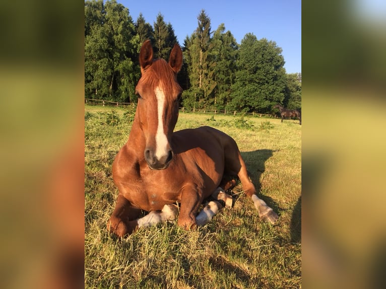 Koń półkrwi arabskiej (Arabian Partbred) Wałach 13 lat 157 cm Kasztanowata in Bergen