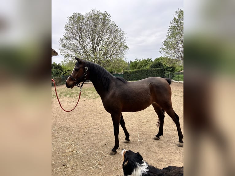 Koń półkrwi arabskiej (Arabian Partbred) Wałach 13 lat 160 cm Gniada in Paderno Dugnano