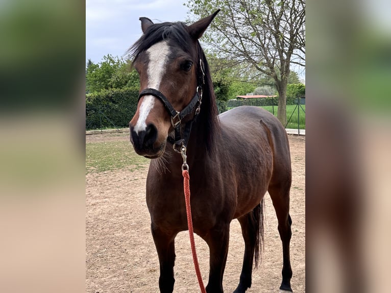 Koń półkrwi arabskiej (Arabian Partbred) Wałach 13 lat 160 cm Gniada in Paderno Dugnano