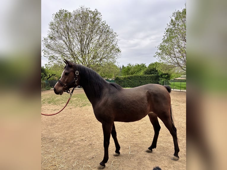 Koń półkrwi arabskiej (Arabian Partbred) Wałach 13 lat 160 cm Gniada in Paderno Dugnano